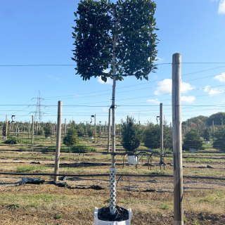 Example of Medium Nellie Stevens Pleached Trees