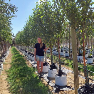 Medium-sized Betula ermanii trees on the Barcham Trees nursery
