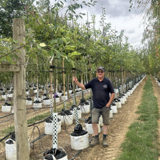 Medium June Berry trees 2026