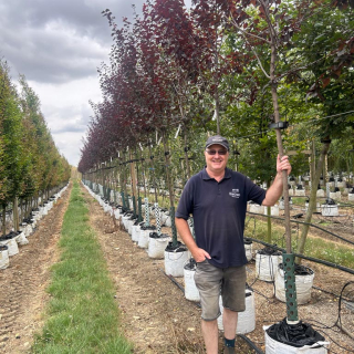 2026 Medium sized Prunus cerasifera Nigra 2024