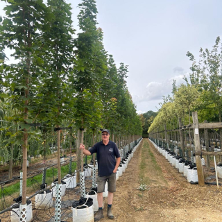 Row of medium-size Acer platanoides Columnare trees - 2026 Batch