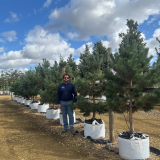 2-2.5m 100L Pinus Sylvestris