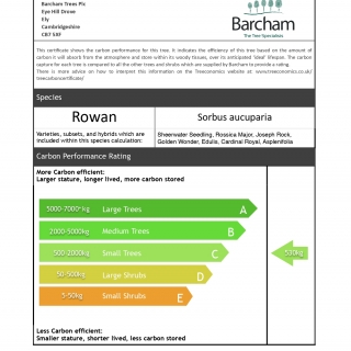 Carbon Rating