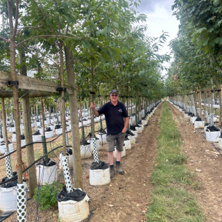 Medium sized Prunus avium Plena