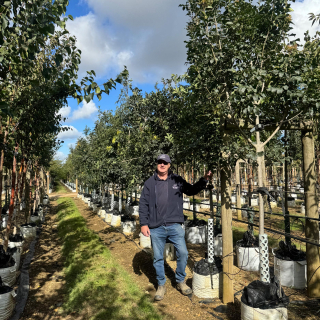 Fraxinus ornus 35L Batch photo 2025