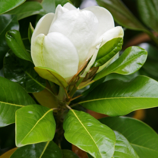 Lightly scented flowers