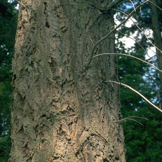Douglas Fir Mature Bark