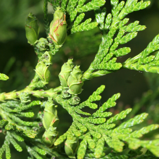 Atrovirens foliage