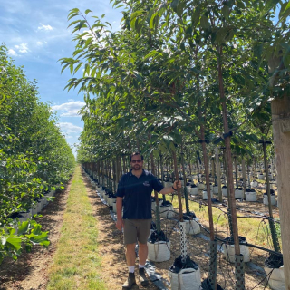 2026 Medium sized Prunus avium Plena