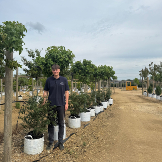 Osmanthus × burkwoodii batch photo 2026