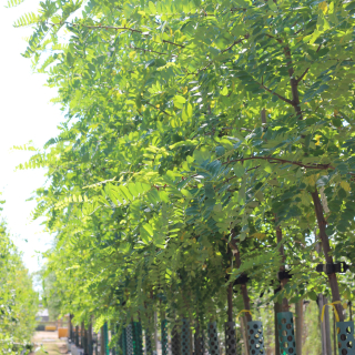 Robinia pseudoacacia Nyirsegi Row of Medium Trees