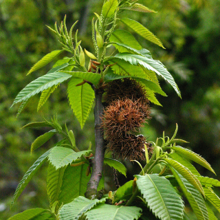 Castanea sativa foliage
