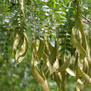 Gleditsia triacanthos foliage