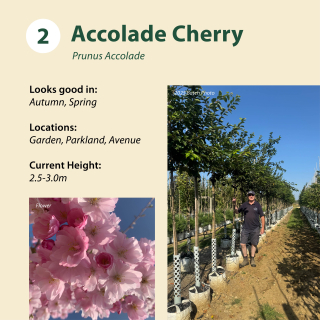Accolade Cherry / Prunus Accolade ~ 2.5-3.0m