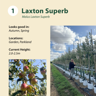 Laxton Superb / Malus Laxton Superb ~ 2.0-2.5m