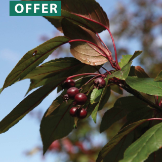 Emerging fruit and leaves of Malus Director Moerland