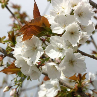 Tai Haku Flowers