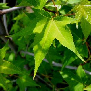 Palo Alto Foliage
