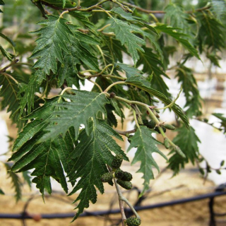 Foliage and catkins produced by Alnus glutinosa Laciniata