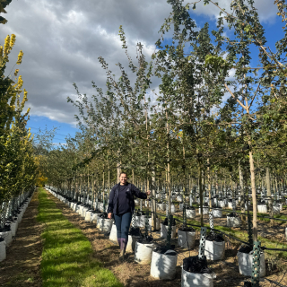 Medium-sized Acer campestre batch photo 2025