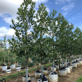 ilex koehneana Row Photo