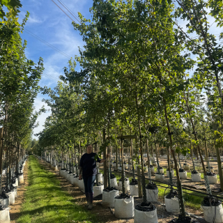 Medium-sized Acer buergerianum 2025