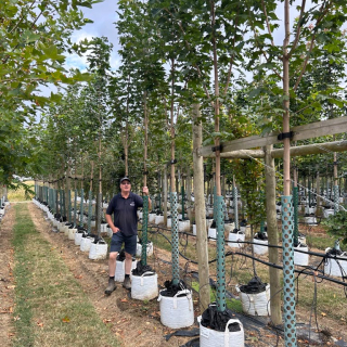 Medium-sized Acer platanoides - 2026 Batch