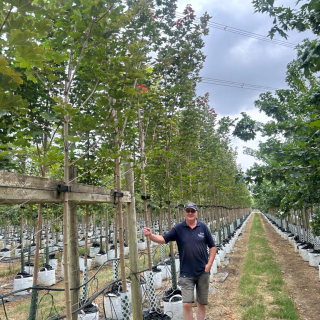 Row of medium-size Acer platanoides Deborah Norway Maple trees at Barcham Trees nursery