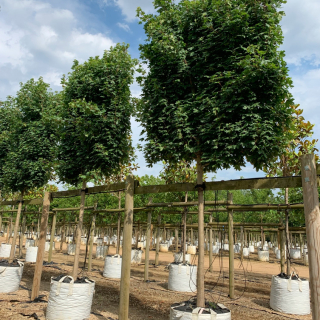 Large sized Pleached Field Maple