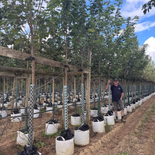 Medium-sized Sycamore trees - 2026 Batch
