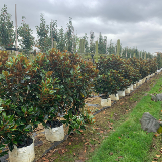 Magnolia grandiflora Little Gem  row