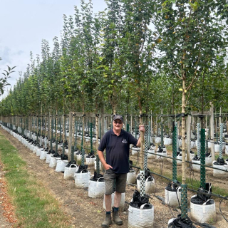 Medium-sized Field Maple Elsrijk trees - 2026 Batch