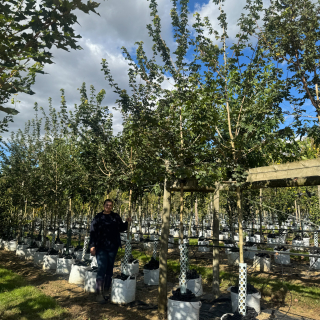 Medium batch photo  2025