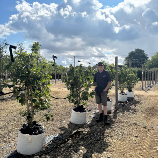 Rose of Sharon Multi-Stem Batch Photo 2026