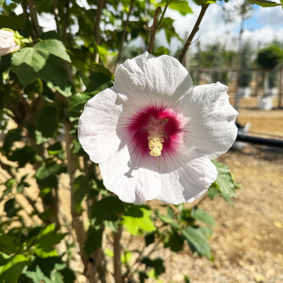Rose of Sharon Flower