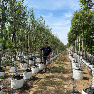 Prunus serrula Tibetica Medium Row 2026