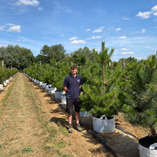 2.0-2.5m Austrian Pine trees on the Barcham Trees nursery
