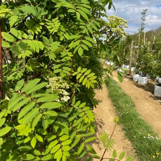 Close up of the foliage on Sorbus