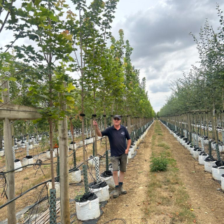 Row of medium-size Acer platanoides Cleveland trees - 2026 Batch