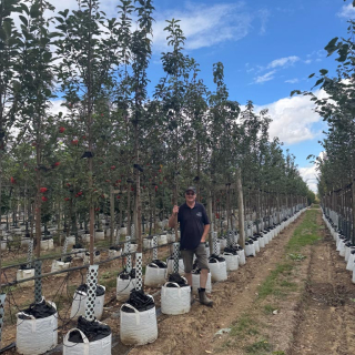 Prunus padus medium 2026