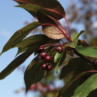 Emerging fruit and leaves of Malus Director Moerland