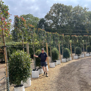 2026 Pleached Red Robin trees for instant screening