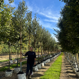 Medium-sized Chinese Red Birch trees at Barcham