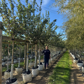 Medium Acer campestre Elsrijk Batch Photo 2025