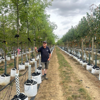 2026 Medium Sophora japonica