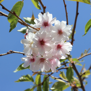 Prunus subhirtella Autumnalis flowers