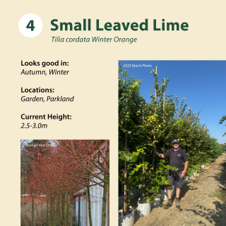 Small Leaved Lime / Tilia cordata Winter Orange ~ 2.5-3.0m