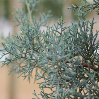 Foliage close up