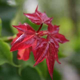 Acer cappadocicum Aureum new foliage Aureum Foliage