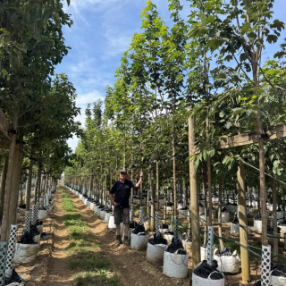 Row of medium-size Acer pseudoplatanus Bruchem trees - 2026 Batch